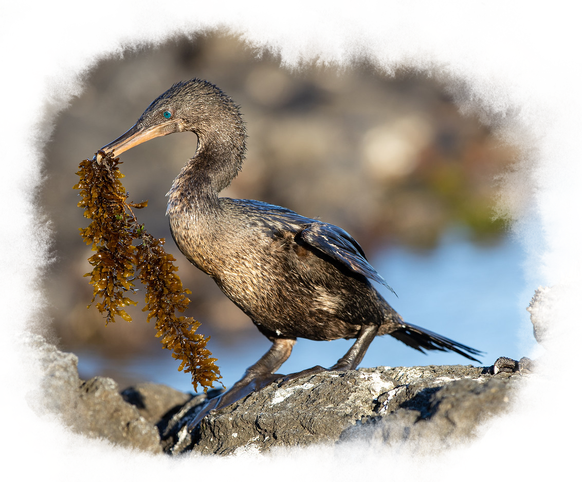 A flightless cormorant stands on a rock with seaweed in its beak.