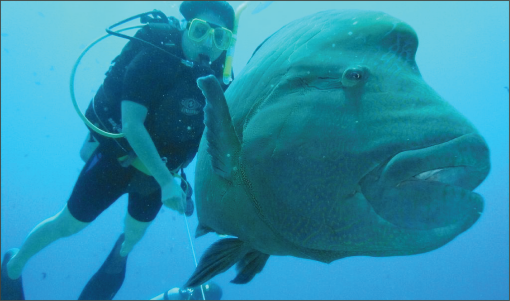 Scuba divers swim in the blue water with a massive fish.