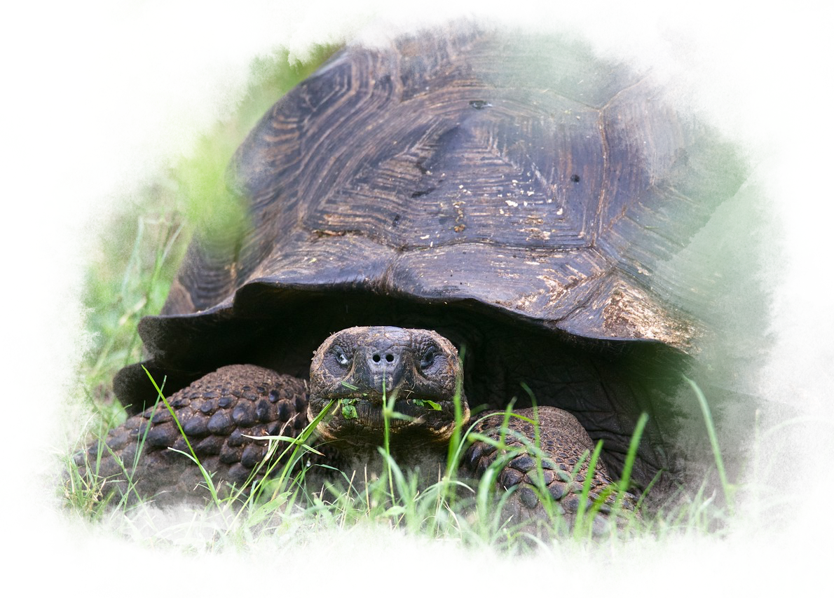 A Galapagos tortoise is munching on the grass.