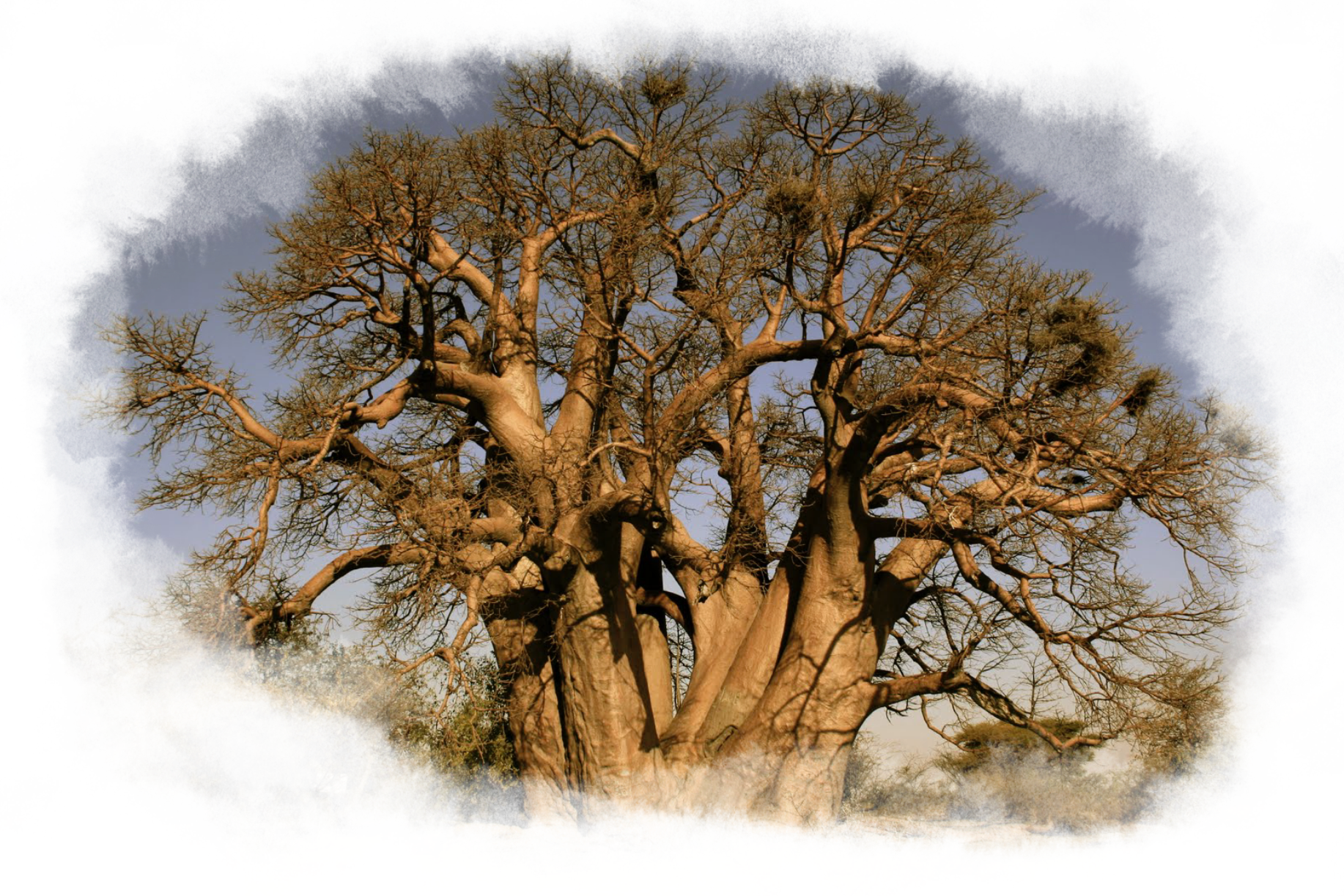 Ancient baobab tree in the Kalahari.