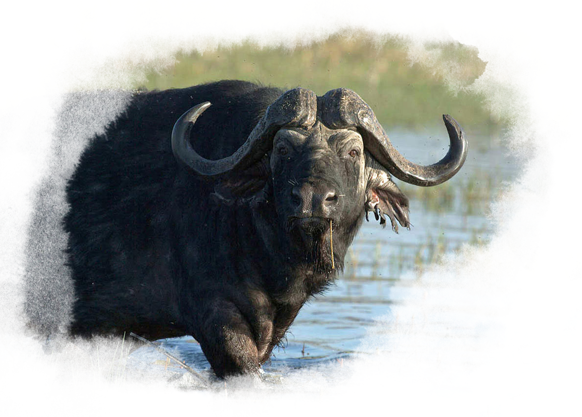 A close up of a water buffalo.