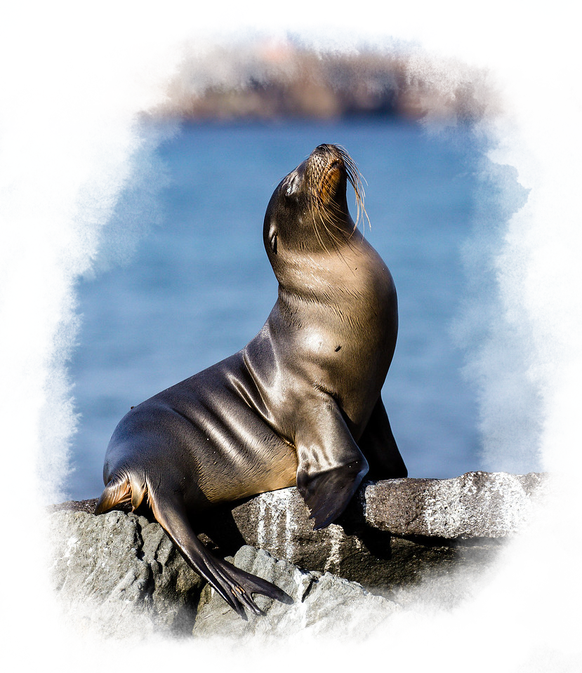 A sea lion basks in the sun against a warm rock on a bright sunny day.