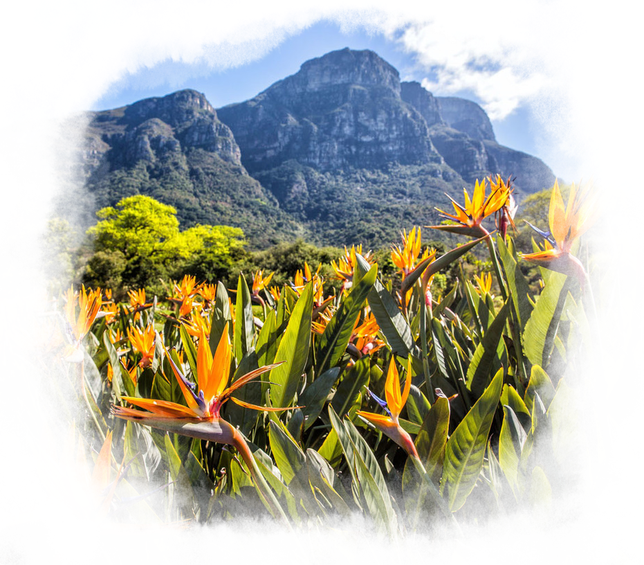 Flowers in the Kirstenbosch Botanical Gardens with Table Mountain in the background.