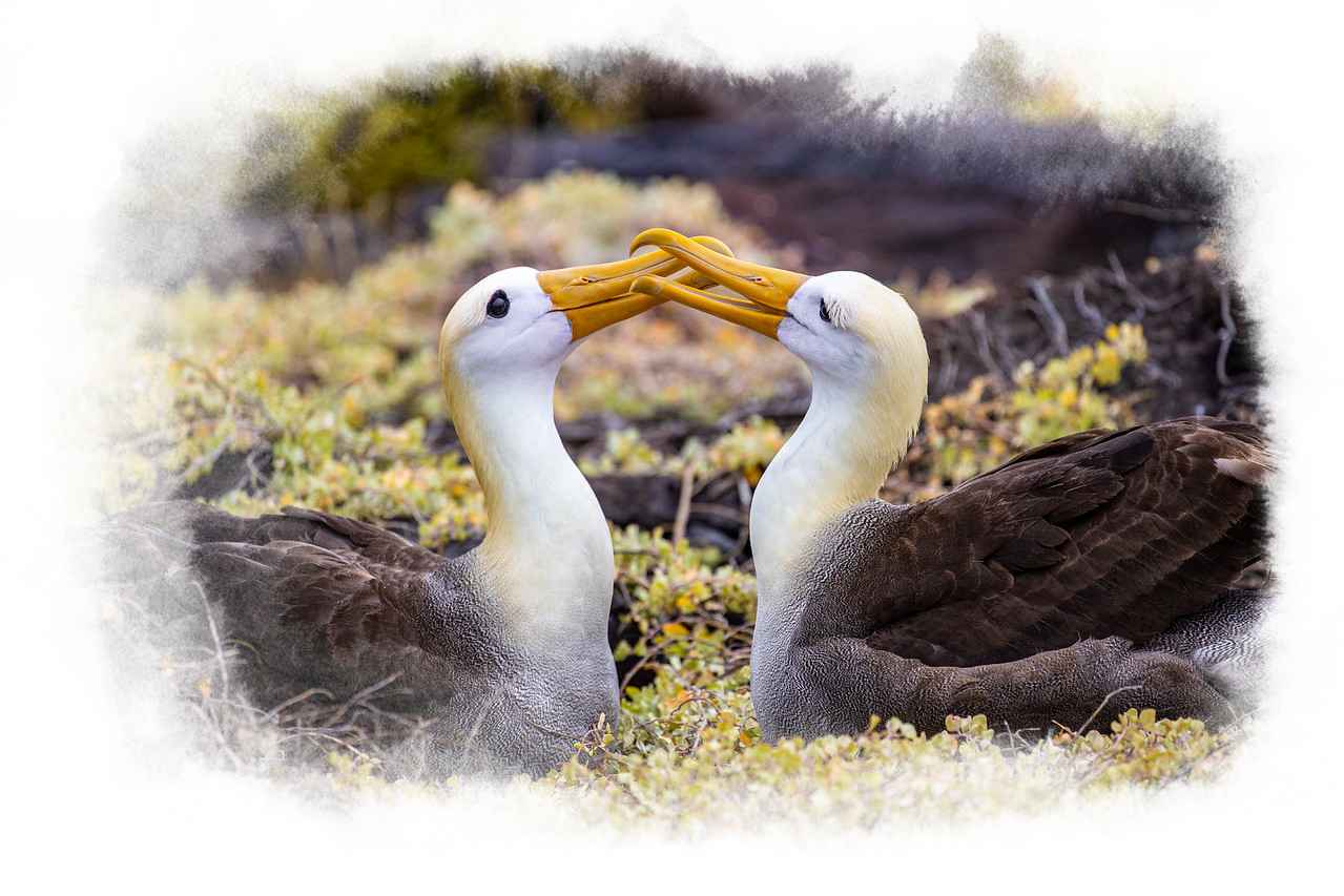 Two waved albatross engage in playful behavior.
