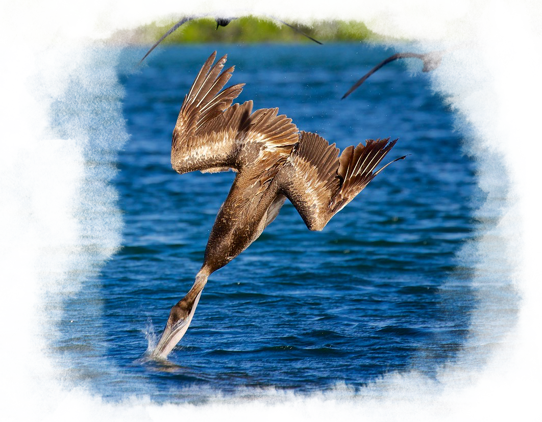 A pelican dives into the water for a fish.