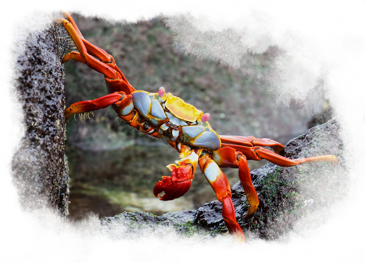 A sally lightfoot crab climbing through the rocks.