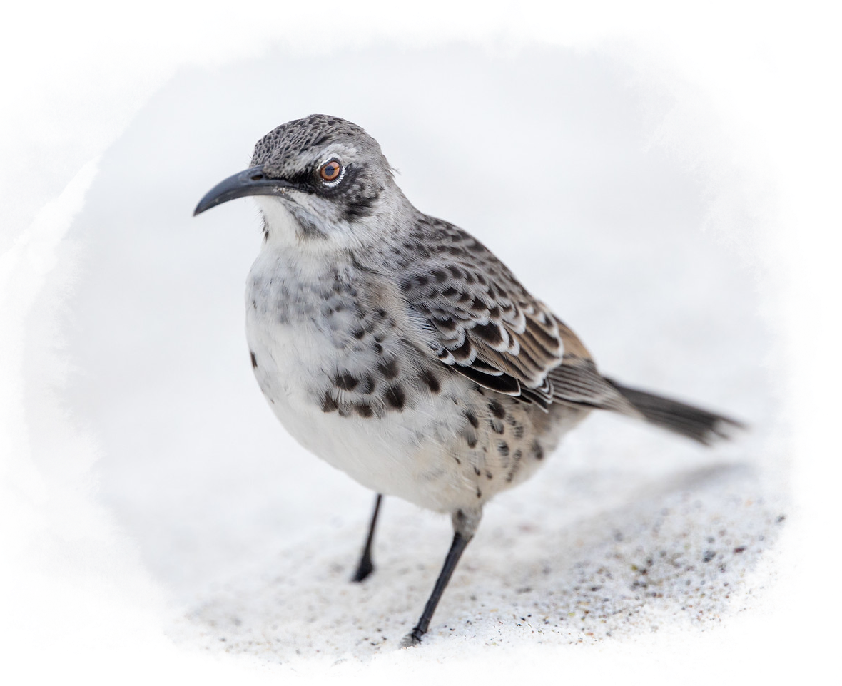 A close up of a floreana mockingbird.