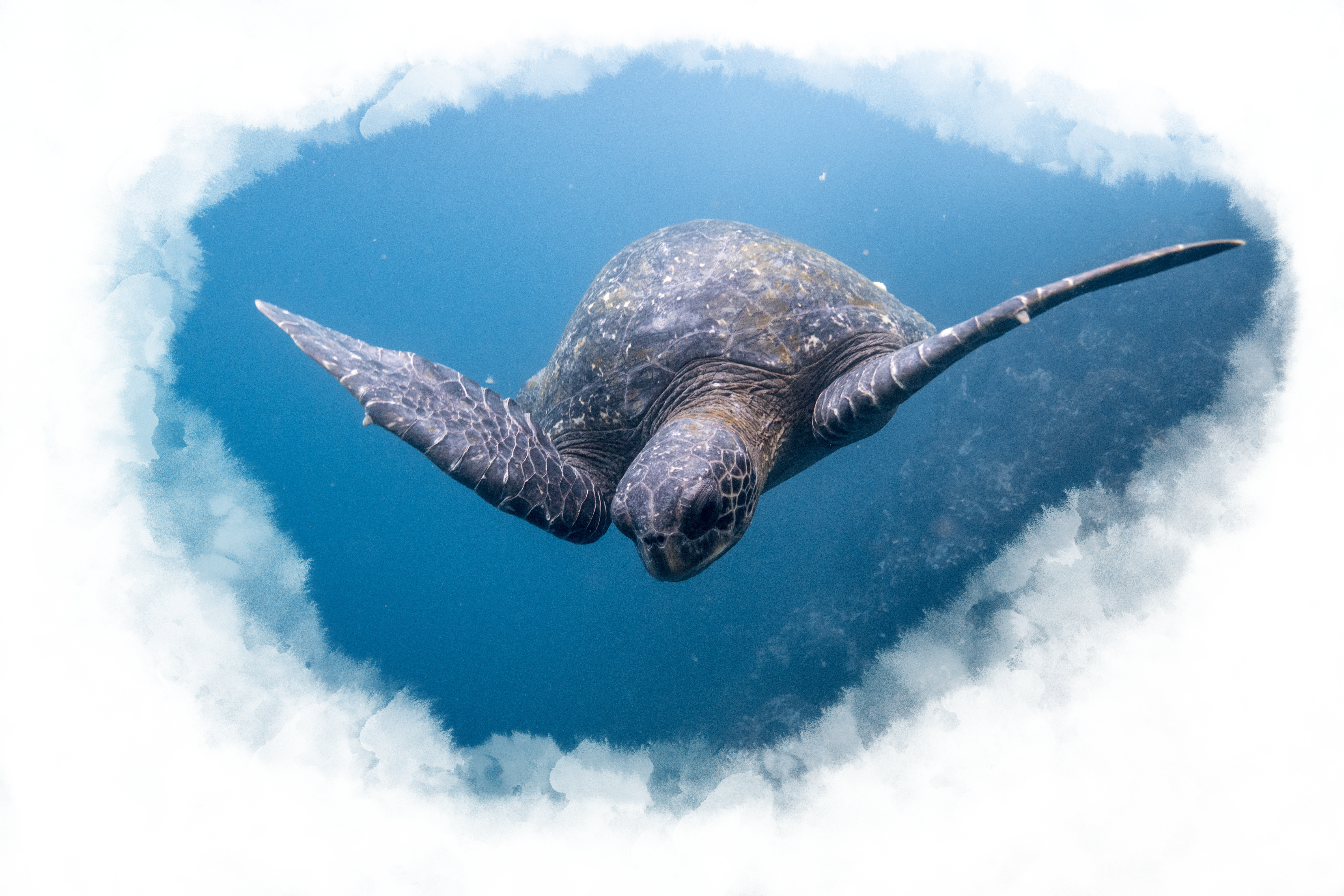 A sea turtle dives down deeper into the water.
