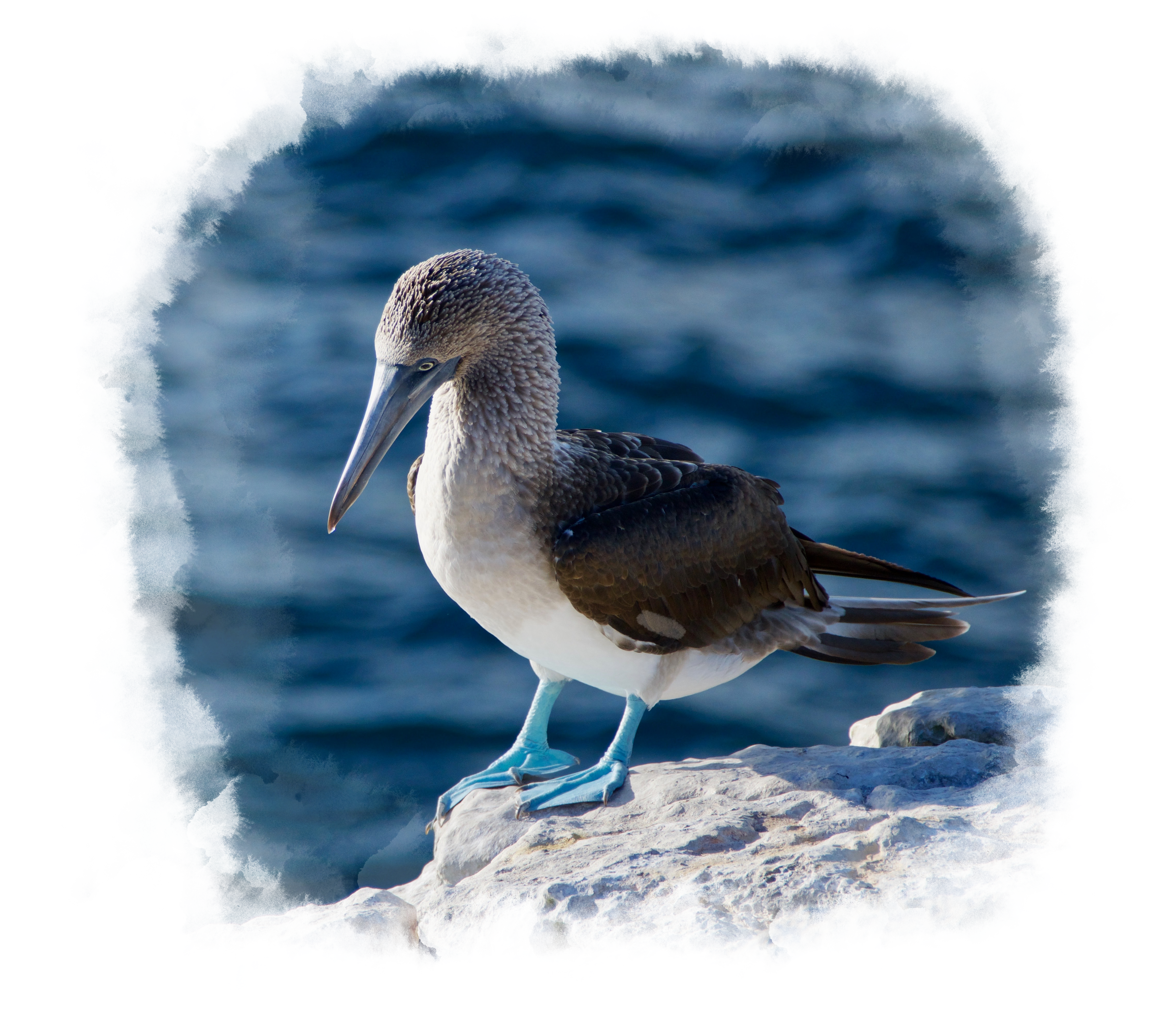 The famous blue footed booby bird perching on a rock with water in the background.