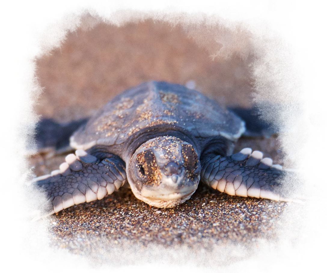 A baby sea turtle lays on the beach.
